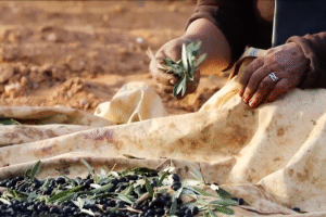 Capture d’écran 2024-10-02 à 1.14.45 PM