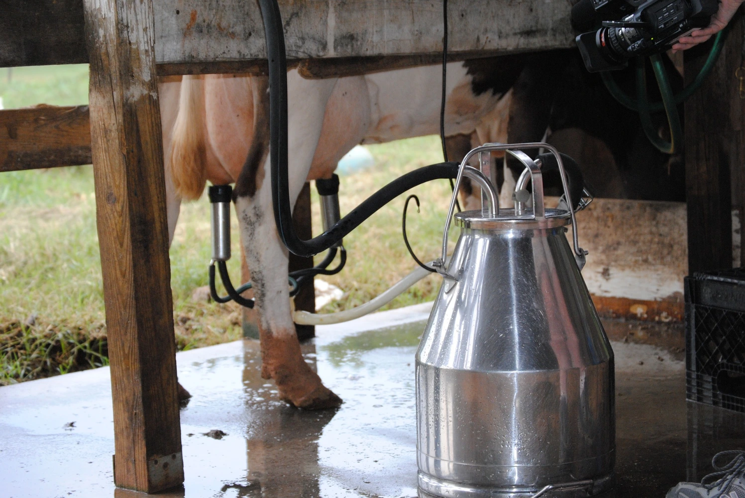 traite-vache