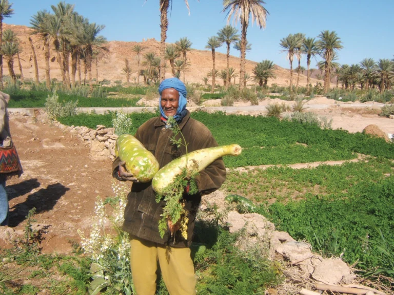 03_recoltedecourgesdans
