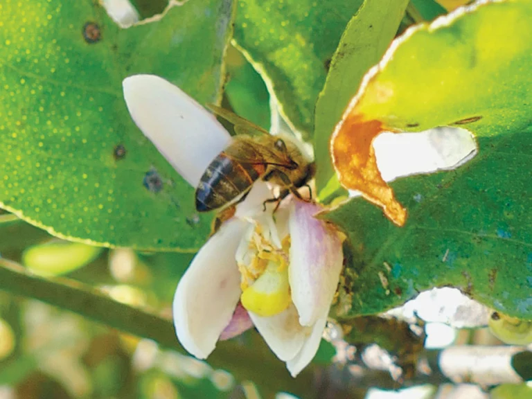 abeille3